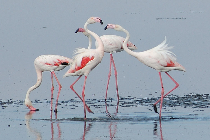 Laguna fuente de piedra