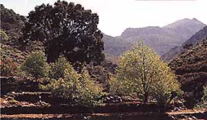 arboleda
