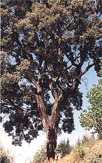 arbol