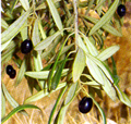 Olivo
