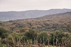 Pinar