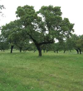 Dehesa de la Cejuela