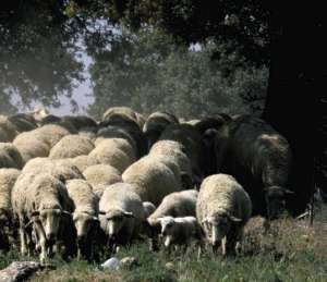 Ovejas