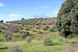Olivos