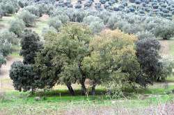 Arboles