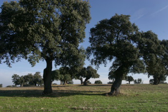 Encinas
