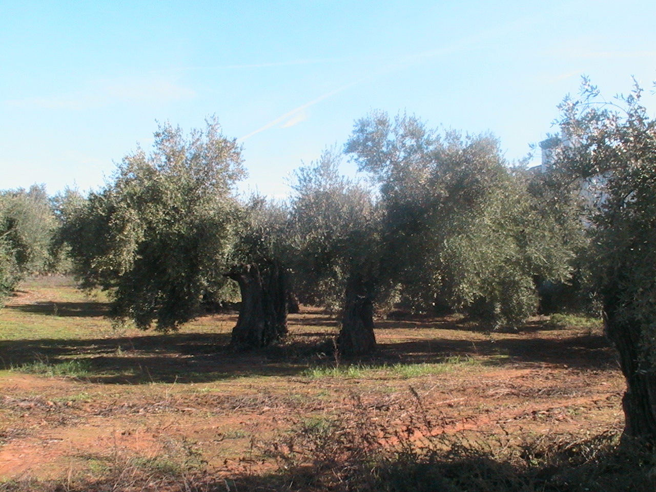 Olivo