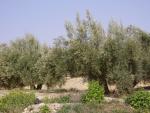 Olivos