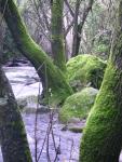 Rio Majaceite 5