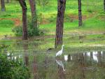 Reflejo en el Bosque Garza Comun