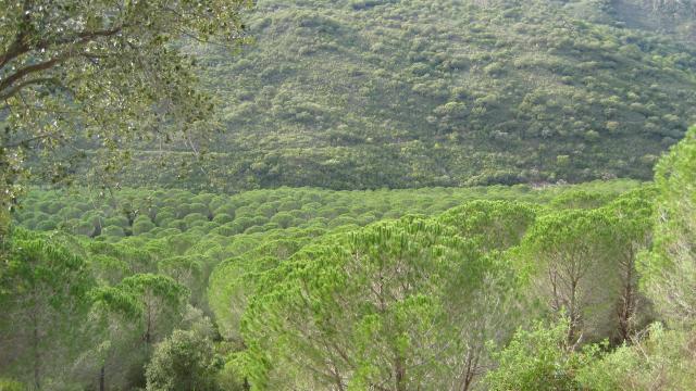que bello verde